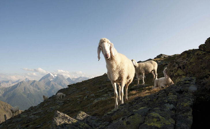 Hiking in the Stubai in the Tyrolean Alps - Your summer holiday in the Aktivhotel Bergcristall